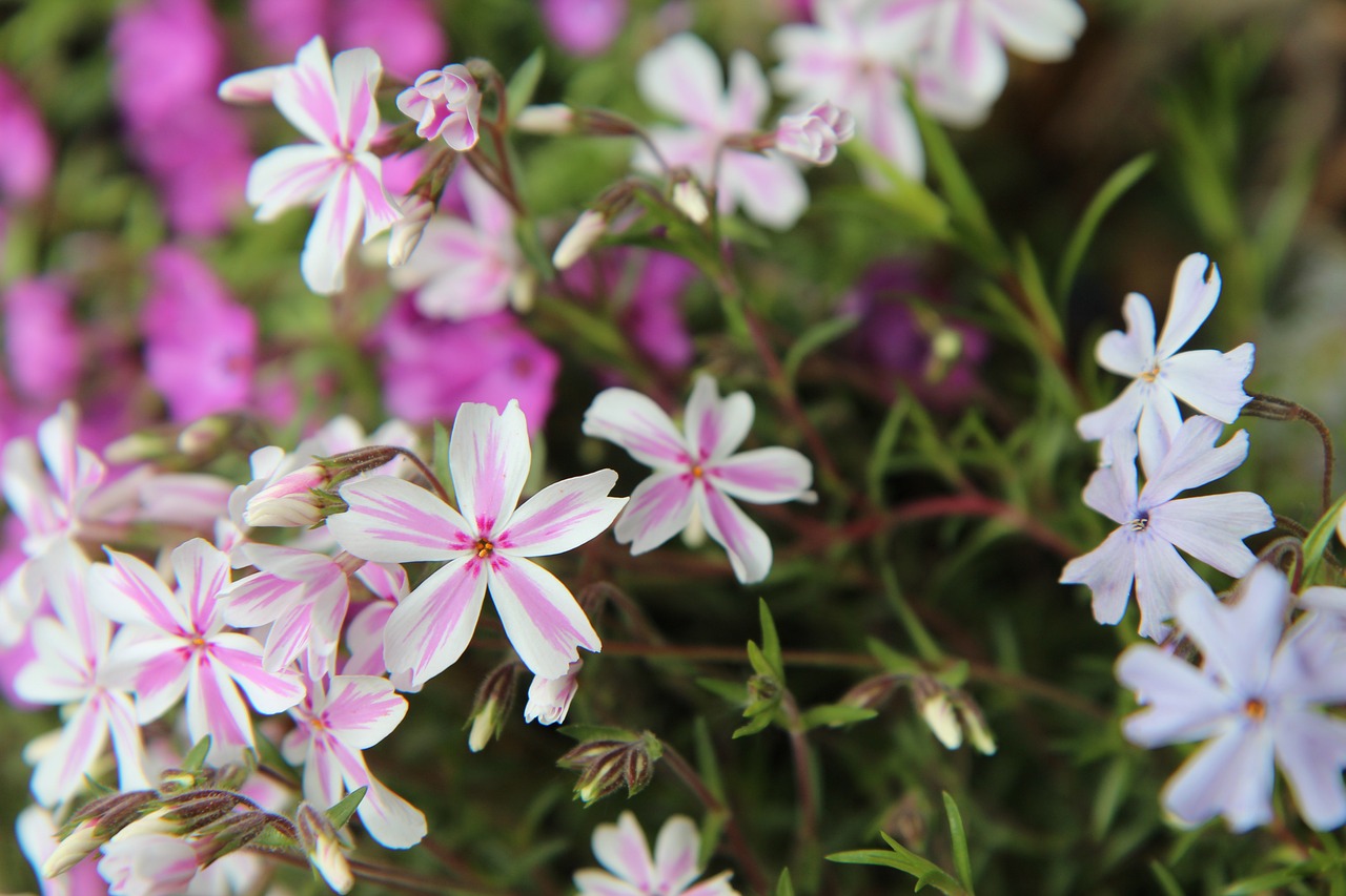 The Role of Perennials in Eco-Friendly Gardening